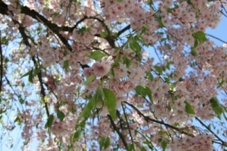 hanami