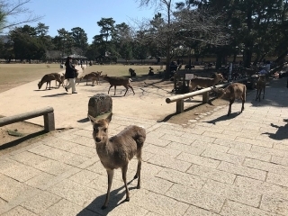Begegnung mit freundlichen Sika-Hirschen im Nara-Park 1