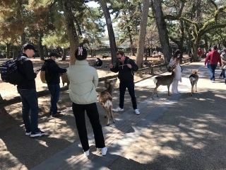 Begegnung mit freundlichen Sika-Hirschen im Nara-Park 2