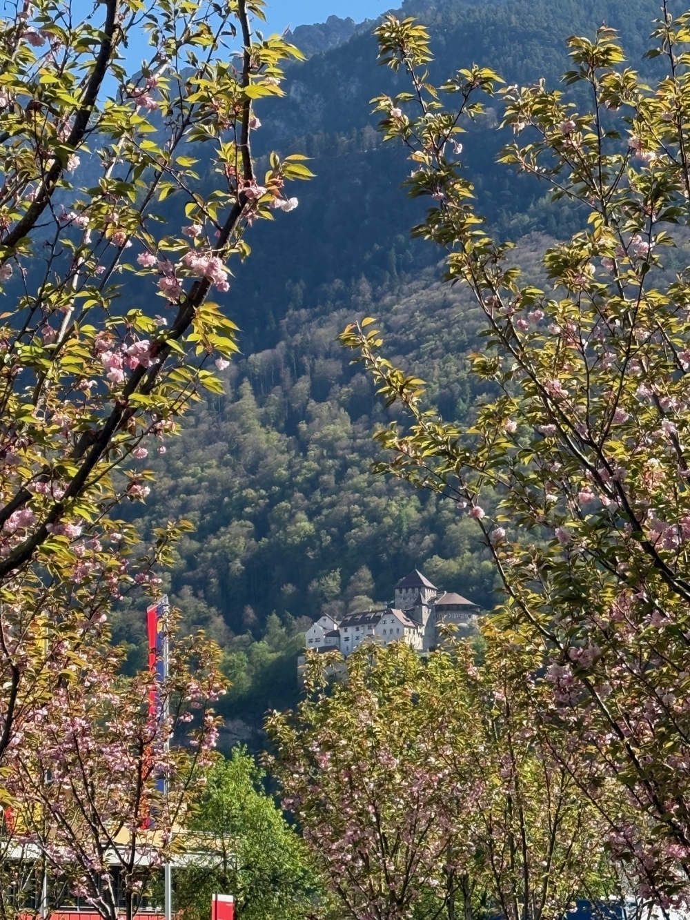 ファドゥーツ市の桜の移植